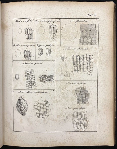 A variety of pollen grains and anther fibers, as viewed with a simple microscope, lithograph in De cellulis antherarum fibrosis nec non de granorum pollinarium commentatio phytotomica, by Jan Evangelista Purkynĕ, plate 2, 1830 (Linda Hall Library)