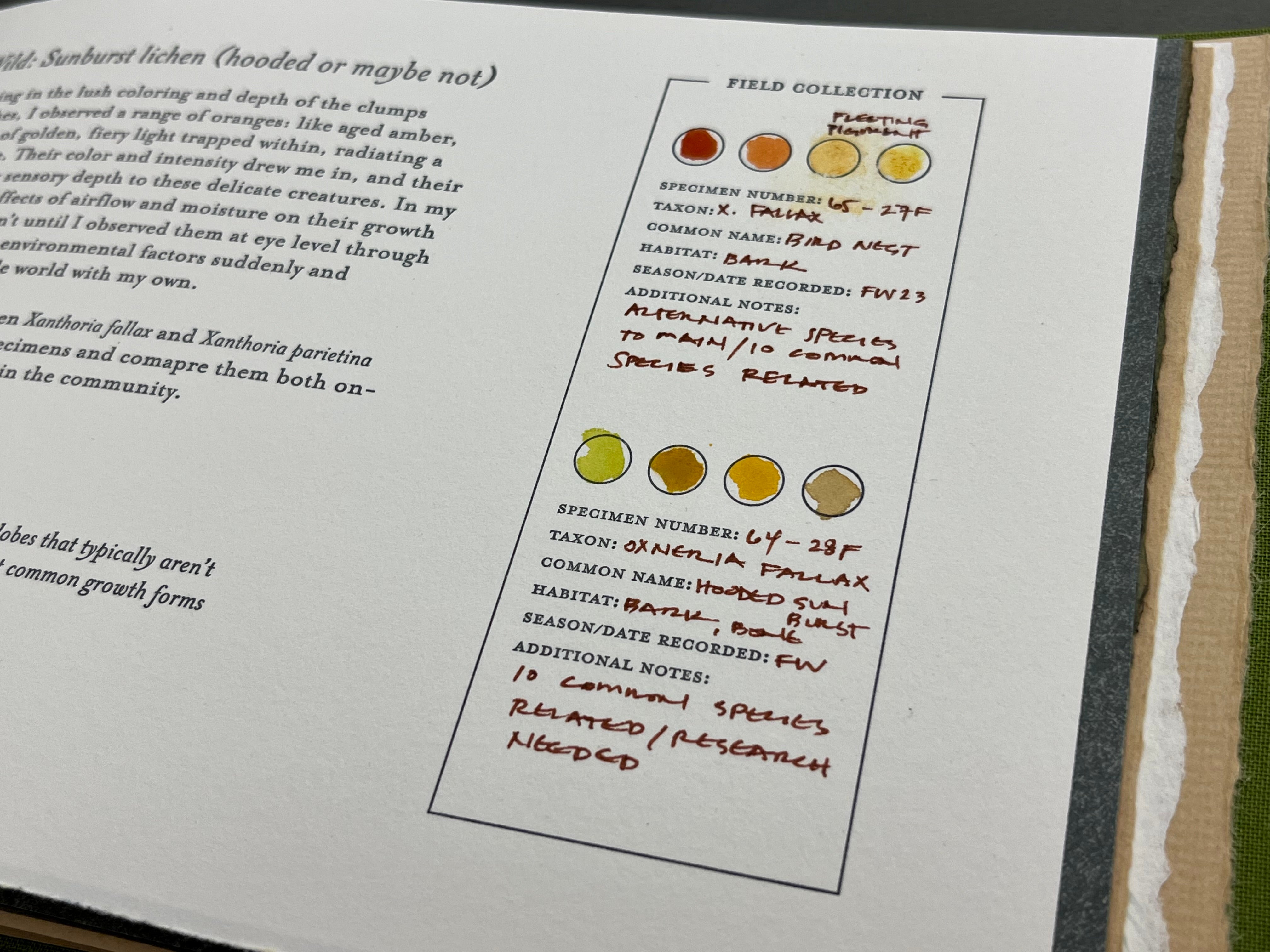 Xanthoria fallax, hooded sunburst lichen, as photographed by Alpers on a lichen-hunting trip and with color samples illustrated through watercolors, inks, and natural pigments. Photograph of lichen courtesy of Rhiannon Alpers.