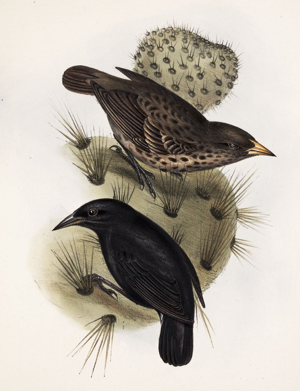 Cactus finches, by Elizabeth Gould. 