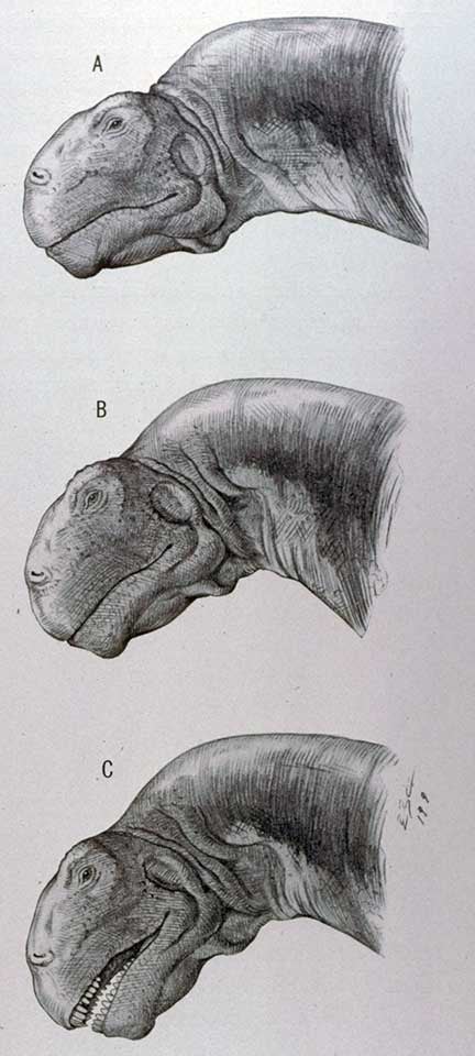 Three head studies of the Camarasaurus. This work was on display in the original exhibition as item 39. Image source: Osborn, Henry Fairfield; Mook, Charles Craig. "Camarasaurus, Amphicoelias, and other sauropods of Cope," in: Memoirs of the American Museum of Natural History, new series, vol. 3 (1921), part 3, p. 373.