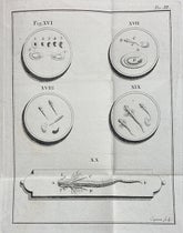 Observations of microscopic life, engraving, Dissertazioni di fisica animale, e vegetabile dell' Abate Spallanzani, vol. 2, plate 3 at end, 1780 (Linda Hall Library)
