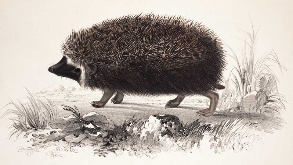 South African Hedgehog. Image source: Smith, Andrew. Illustrations of the Zoology of South Africa. Mammalia, vol. 1: plates, London: Smith, Elder and co., 1838, pl. 3.