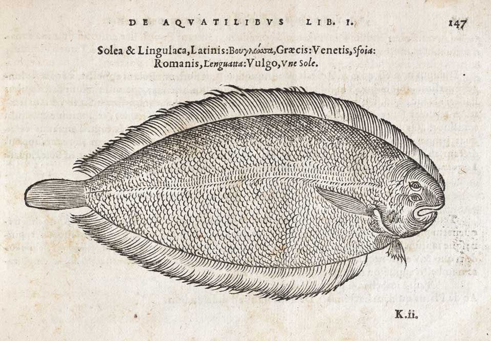 Sole. Image source: Belon, Pierre. De aquatilibus, libri duo cum ad viuam ipsorum effigiem… expressis. Paris: Apud Carolum Stephanum, Typographum Regium, 1553, p. 147.
