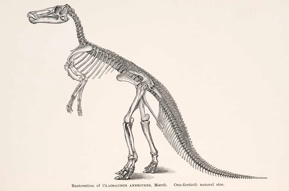 Marsh's restoration of Claosaurus. This work is part of our History of Science Collection, but it was NOT included in the original exhibition. Image Source: Marsh, Othniel C. "Restorations of Claosaurus and Ceratosaurus," in: American Journal of Science, series 3, vol. 44 (1892), pl. 6.