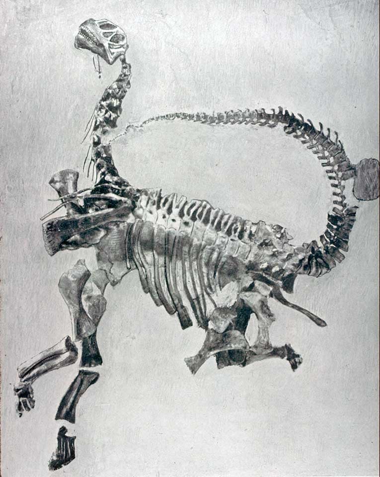 Skeleton of Camarasaurus in position as found. This work was on display in the original exhibition as item 40. Image source: Gilmore, Charles W. "A nearly complete articulated skeleton of Camarasaurus, a saurischian dinosaur from the Dinosaur National Monument, Utah," in: Memoirs of the Carnegie Museum, vol. 10 (1925), pt. 3, pl. 13.