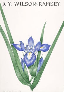Iris brevicaulis. Image source: Flora of North America: North of Mexico. Vol. 26, Oxford University Press, 2002, frontispiece.