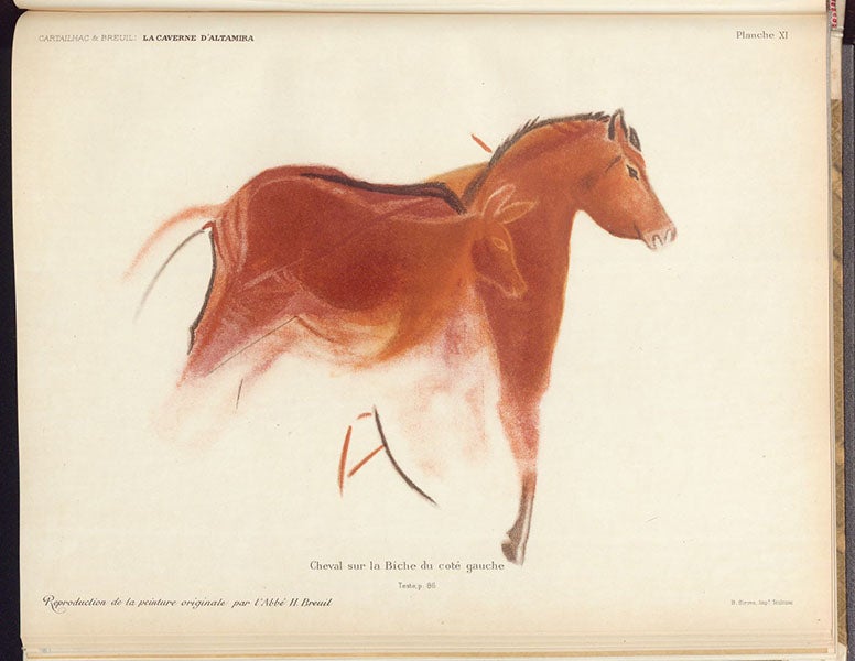 Horse and foal?, photoprint of a drawing by Henri Breuil, La caverne d'Altamira a Santillane, by Émile Cartailhac and abbé Henri Breuil, plate XI, 1906 (The Linda Hall)