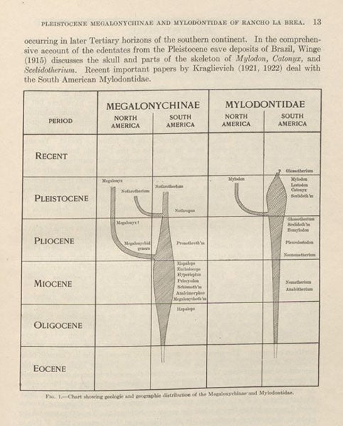 Spindle diagram charting the evolution and Pleistocene extinction of Nothrotherium and Megalonyx (left) and Mylodon (right), in Cenozoic Gravigrade Edentates of Western North America, by Chester Stock, page 13, 1925 (Linda Hall Library)