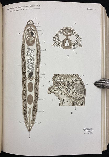 Trypanosome Echinostomium, painting by Manuel de Castro Silva, Memorias do Instituto Oswaldo Cruz, vol. 1, plate 5, 1909 (Linda Hall Library)