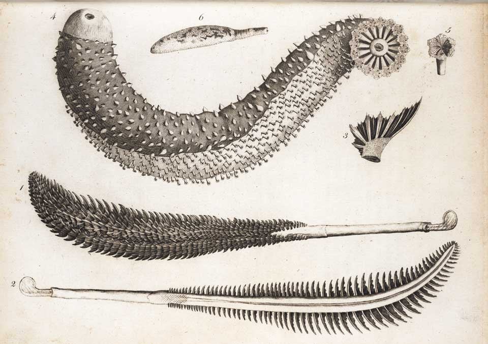 Sea cucumber (top) and two sea pens (bottom). Image source: Ellis, John. The Natural History of Many Curious and Uncommon Zoophytes. London: printed for Benjamin White and son ...; and Peter Elmsly, 1786, pl. 37.