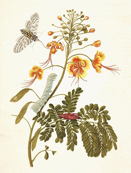 Tobacco hornworm and moth on a peacock flower, hand-colored engraving in Metamorphosis insectorum surinamensium, by Maria Merian, plate 45, slightly cropped, 1705 (Linda Hall Library)
