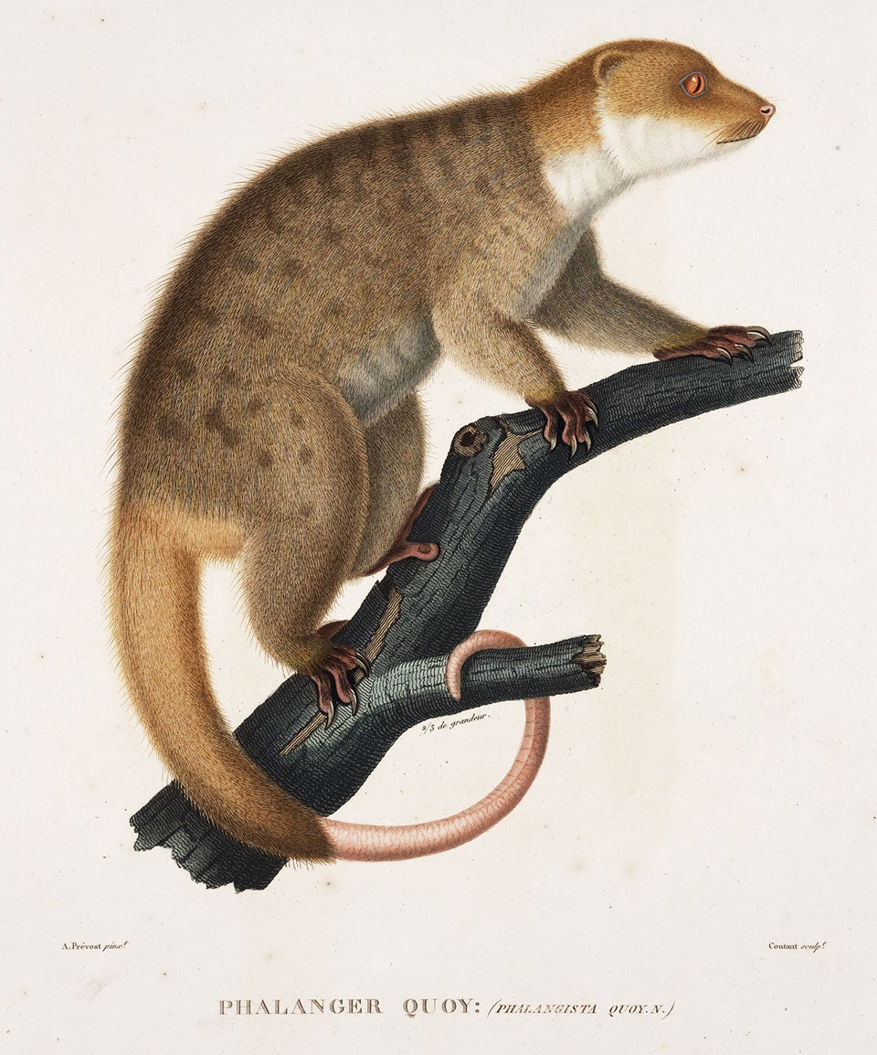 Phalanger. Image source: Freycinet, Louis Claude Desaulses de. Voyage autour du monde... exécuté sur les corvettes de S. M. L’Uranie et la Physicienne, pendant les années 1817, 1818, 1819 et 1820. Zoologie: planches. Paris: Imprimerie royale, 1824, pl. 6.