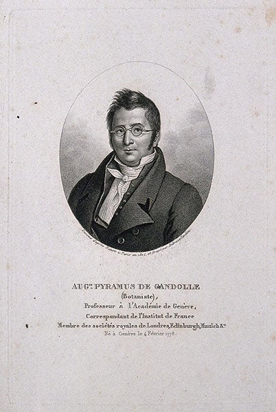 Portrait of an older Augustin de Candolle, engraving, undated, Wellcome Collection, London (wellcomecollection.org)
