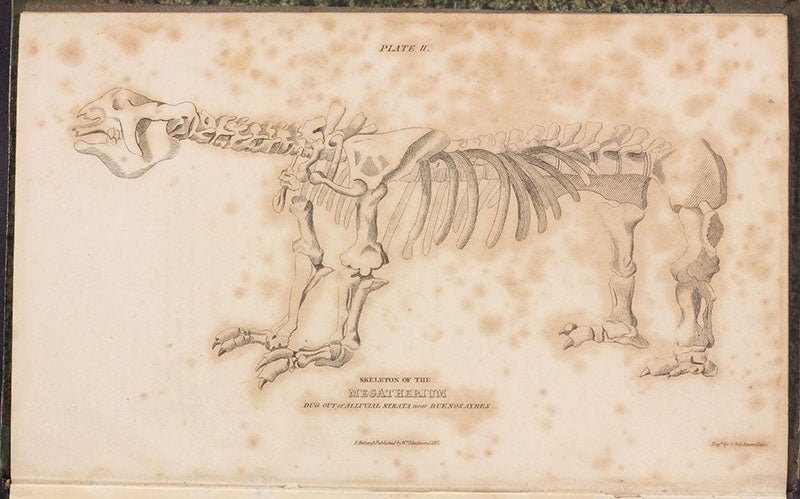 Megatherium, engraved frontispiece by William Lizars, Essay on the Theory of the Earth, translated from the French of M. Cuvier, by Robert Kerr, 1813 (The Linda Hall)