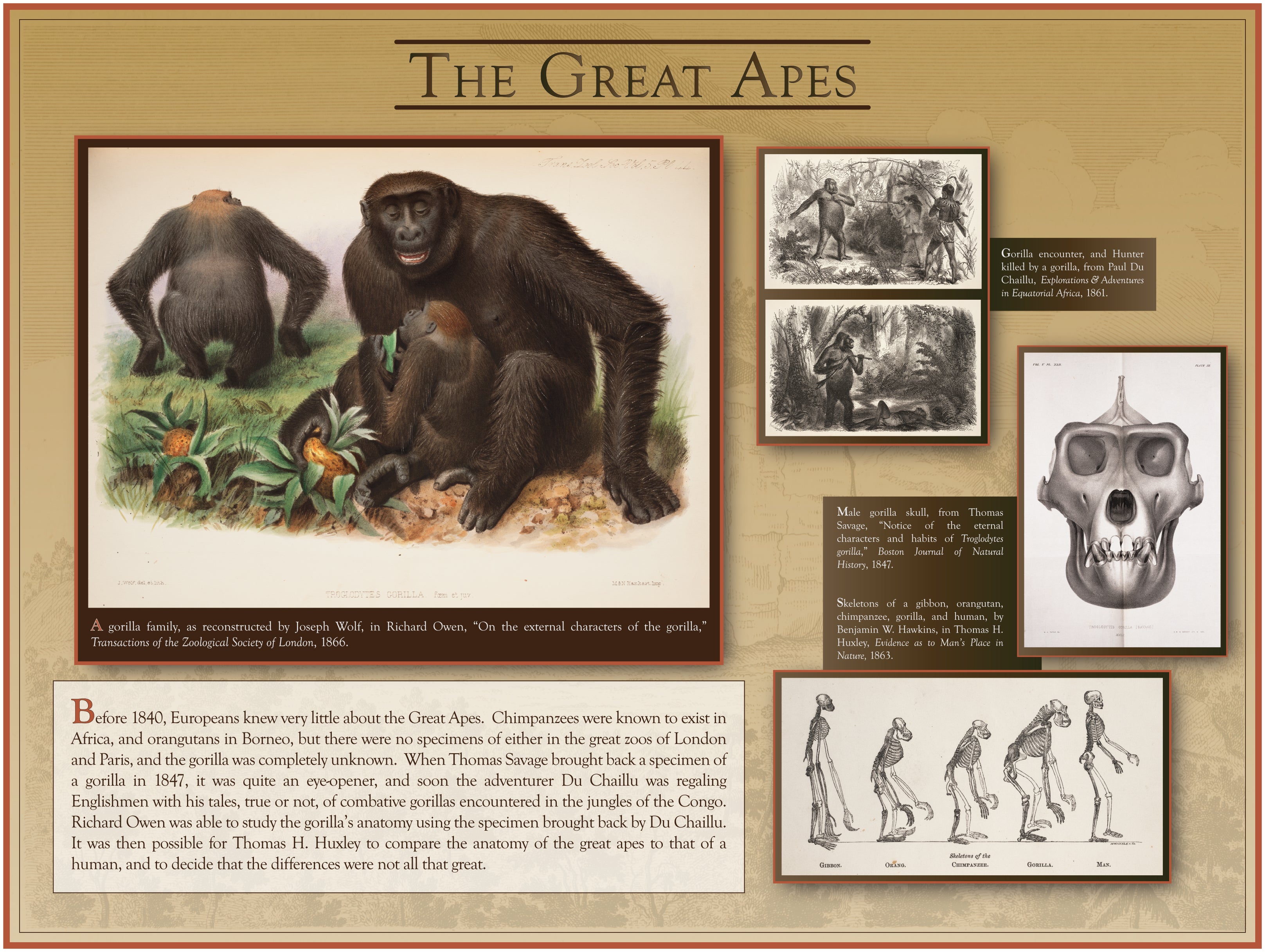 The Great Apes
Gorillas are successfully brought to public attention in 1847.