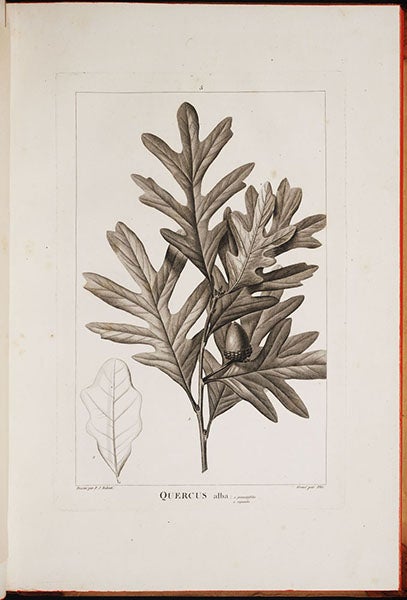 Querus alba (white oak), engraving after a drawing by Pierre-Joseph Redouté, in Histoire des chênes de l'Amérique, by André Michaux, plate 5, 1801 (Linda Hall Library)