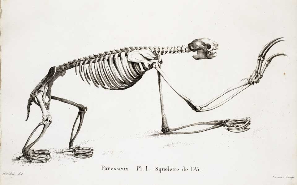 Sloth skeleton. Image source: Cuvier, Georges. Recherches sur les ossemens fossiles de quadrupèdes. Vol. 4, Chez Deterville, 1812, pl. 1.