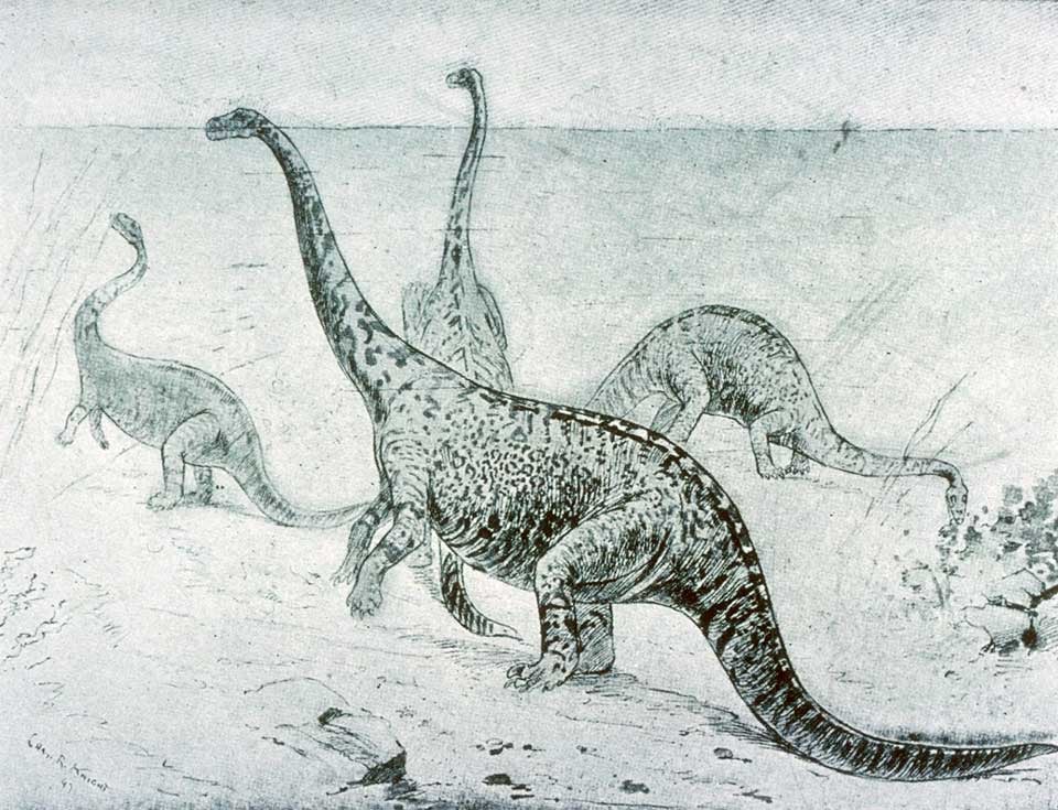 The amphibious dinosaur. This work is not in the Library Collections, nor was it on the exhibit. Image source: Ballou, William. "Strange Creatures of the Past: Gigantic Saurians of the Reptilian Age. With pictures by Charles R. Knight," in: The Century Magazine, vol. 55 (Nov. 1897), no. 1, p. 20.