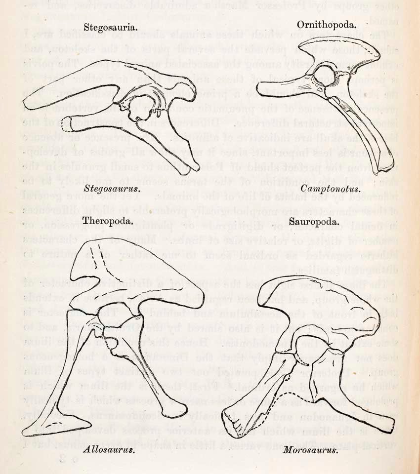 Harry G. Seeley's dinosaur terms. This work was on display in the original exhibition as item 20. Image source: Seeley, Harry Govier. "On the Classification of the Fossil Animals commonly named Dinosauria," in: Proceedings of the Royal Society of London, vol. 43, (1888), p. 168.