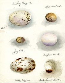 Bird Eggs: Turkey Buzzard (top and bottom), Sparrow Hawk, Jay Bird, Cooper’s Hawk, and Sharp-shinned Hawk. Although she specialized in botany, Price was fascinated with natural history in general. She left a collection of scientific artwork which included birds and their eggs from her native Kentucky. Image source: Sarah (Sadie) Frances Price papers, 1861-1914. Archives Collection 1 RG 4/1/5/8. MBG Archives.