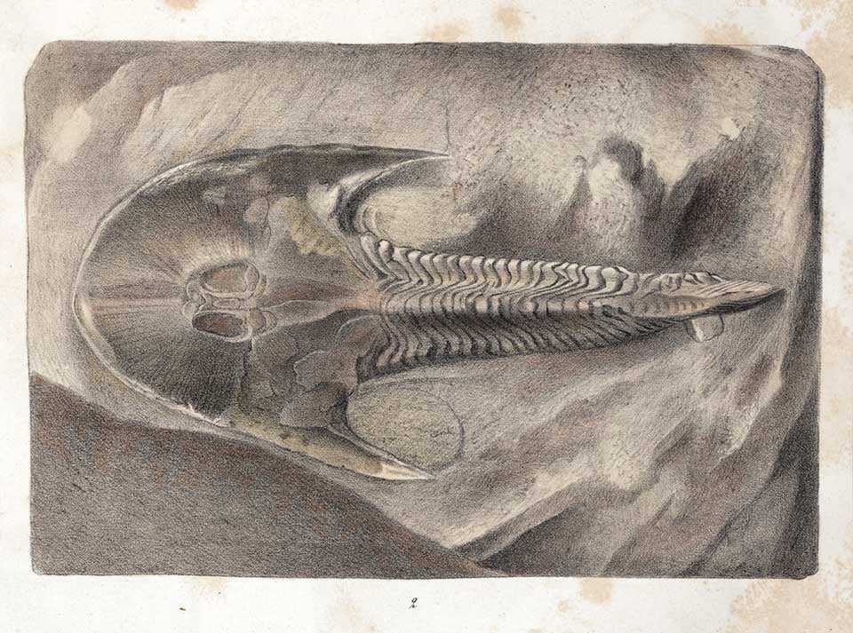 Placoid fish fossil. Image source: Agassiz, Louis. Recherches sur les poissons fossiles. Atlas, vol. 2, Impr. de Petitierre, 1833, pl. 1a.