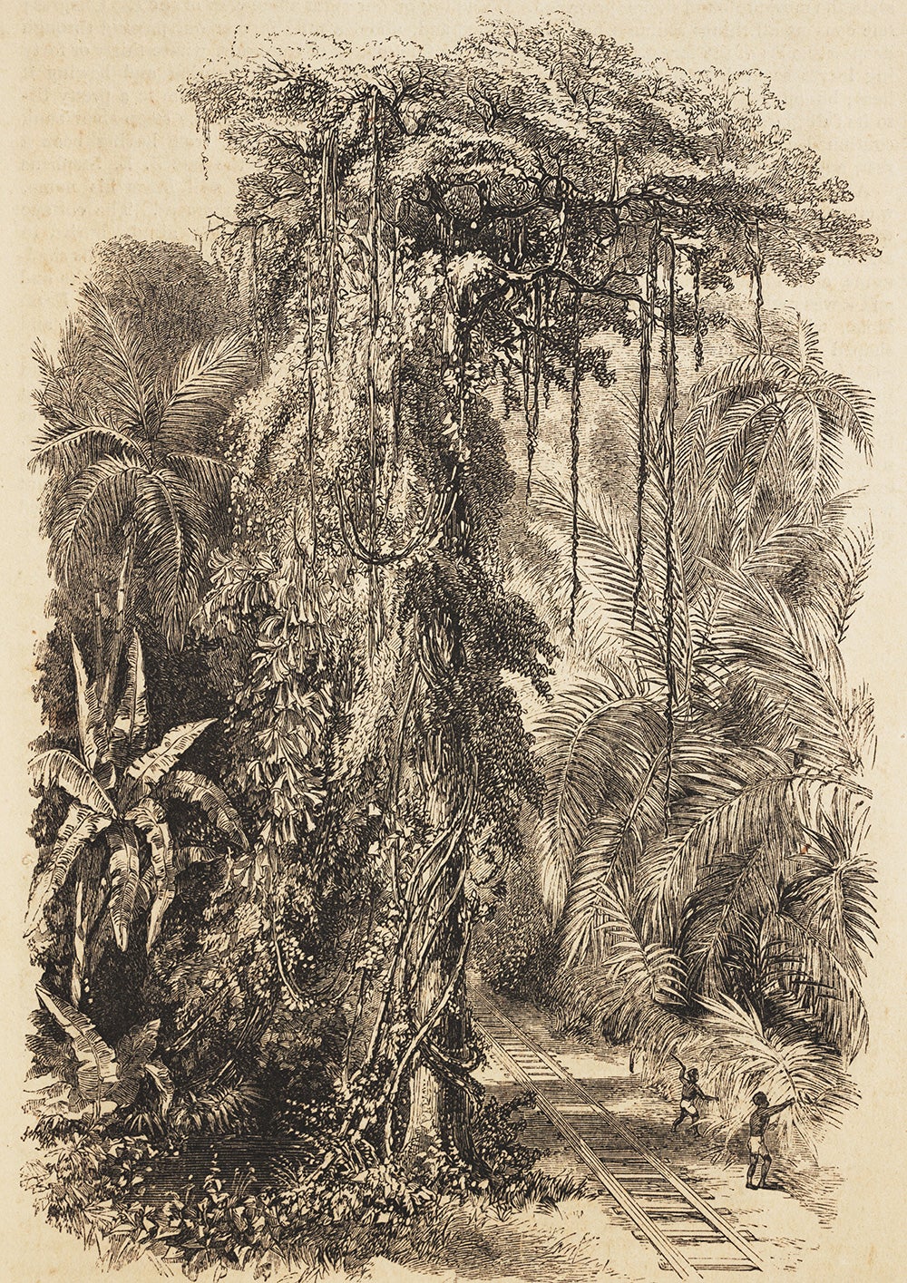 Stephens’ Tree as depicted for armchair travelers in Harper’s New Monthly Magazine, vol. 18, no. 103, January 1859. View in Digital Collection »