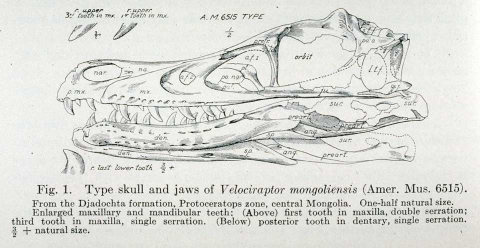 Skull and jaws of Velociraptor. This work was on display in the original exhibition as item 43. Image source: Osborn, Henry Fairfield. "Three new Theropoda, Protoceratops zone, central Mongolia," in: American Museum Novitates, no. 144 (1924), p. 2.