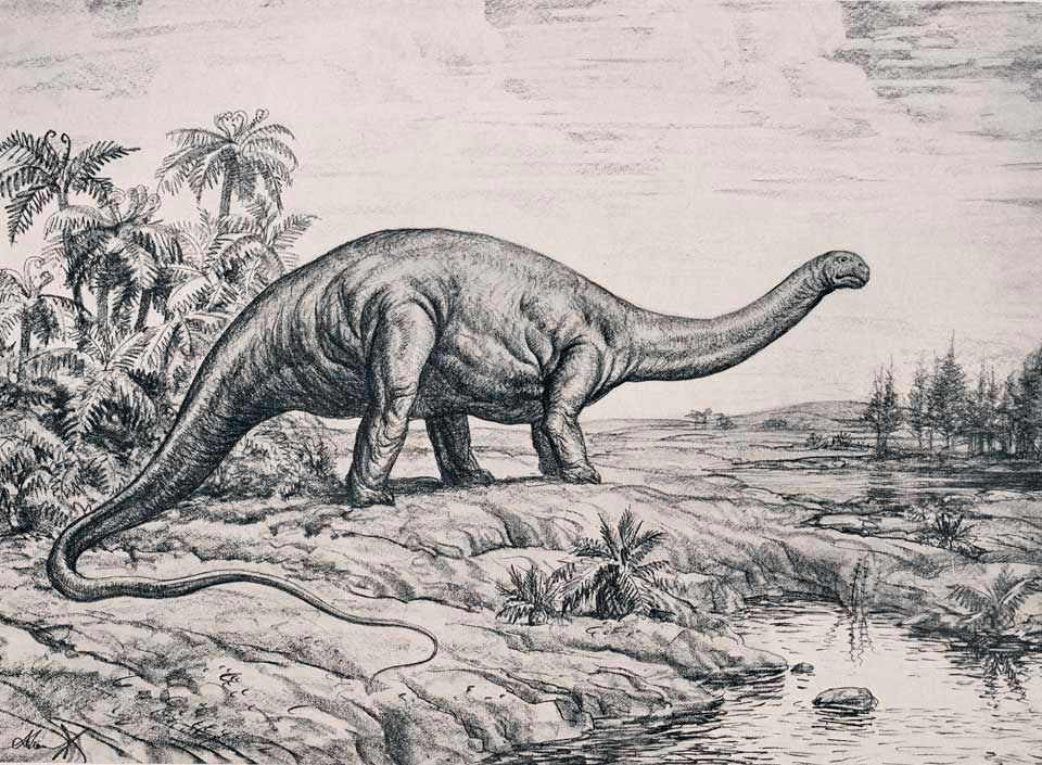 Life restoration of Apatosaurus louisae by Dr. A. Avinoff. This work was on display in the original exhibition as item 41, but is no longer part of our History of Science Collection. Image source: Gilmore, Charles W. "Osteology of Apatosaurus, with special reference to specimens in the Carnegie Museum," in: Memoirs of the Carnegie Museum, vol. 11, no. 4 (1936), frontispiece. 