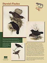 Darwin's Finches