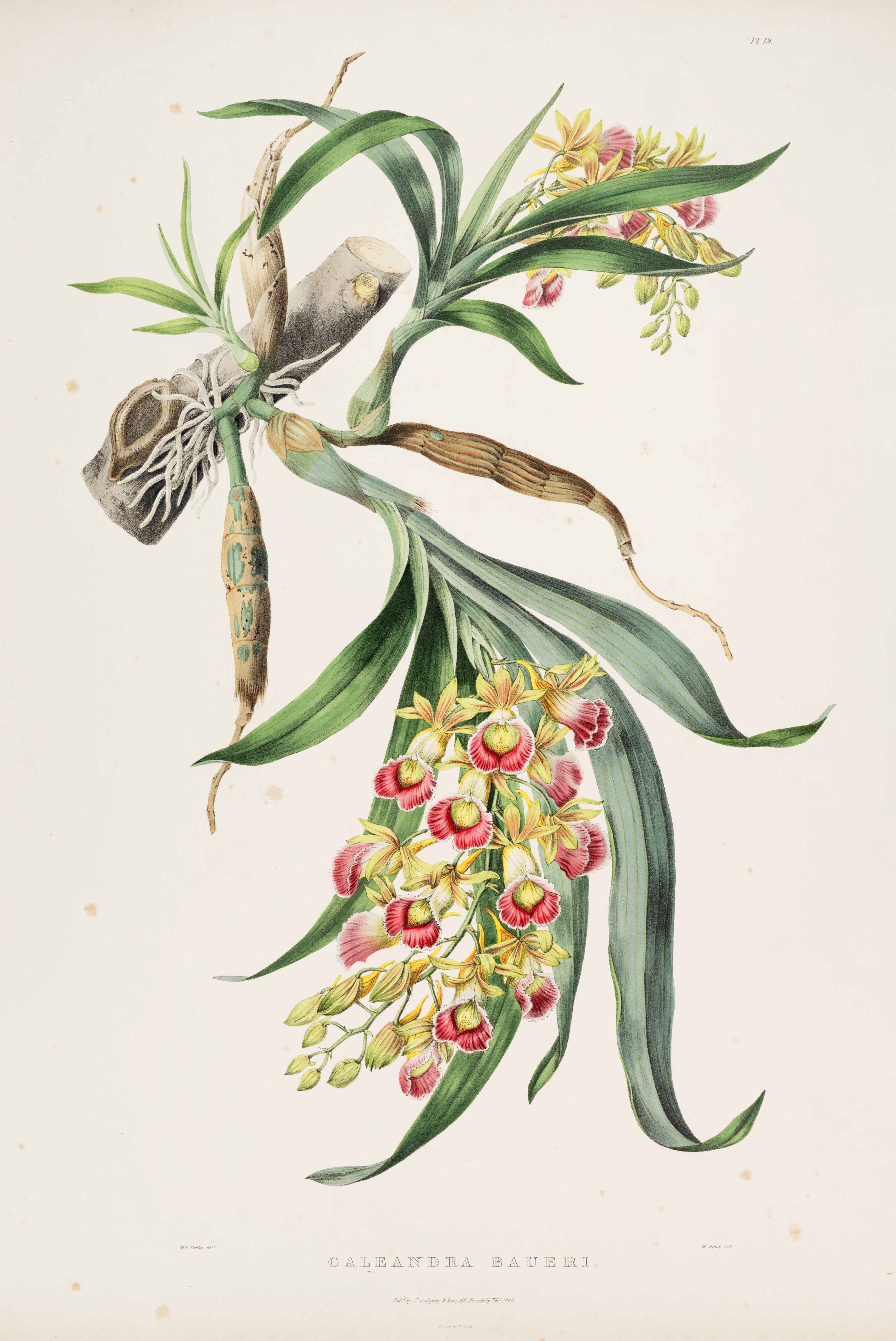 Galeandra Baueri. Image source: Bateman, James. The Orchidaceae of Mexico and Guatemala. London: Ridgway, 1843, pl. 19.
