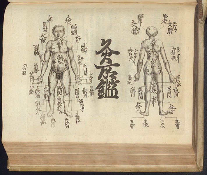Application points for burning moxa, etching, Amoenitatem exoticarum, by Engelbert Kaempfer, p. 601, 1712 (The Linda Hall)