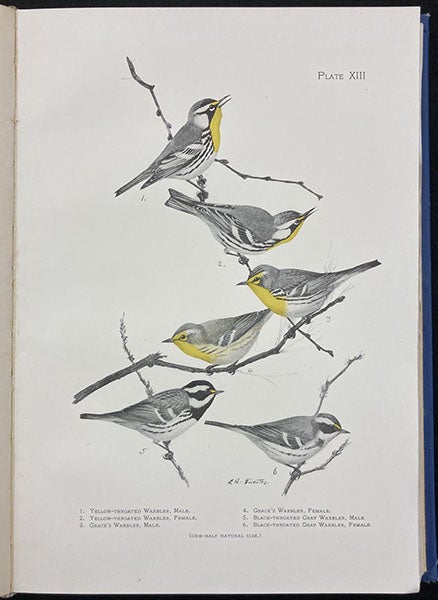 Six warblers, by Louis Agassiz Fuertes, frontispiece to The Warblers of North America, by Frank M. Chapman, 1907 (Linda Hall Library)