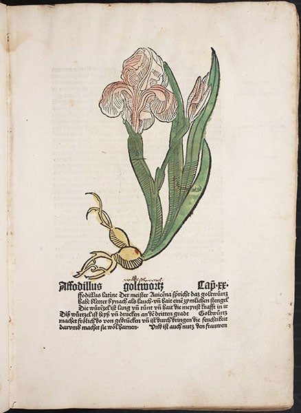 Iris, hand-colored woodcut, [Gart der Gesundheit], printed by Peter Schoeffer, Mainz, chap. 21, 1485 (Linda Hall Library)
