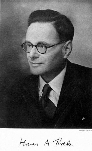 Portrait of Hans Krebs, forced to leave Germany by the Law of April 7, 1933, moving to the University of Sheffield in England, where he won the Nobel Prize in 1953 (Wikimedia commons)