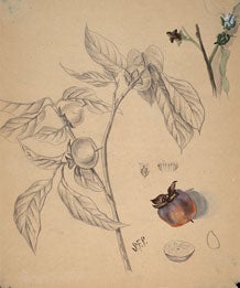 Price collected specimens and with them created paintings in the style of herbarium sheets. The sheets have used in the same manner as physical specimens. The sheets in this collection show evidence that they continue to be used, with annotations by recent botanists. Other annotations were made in Price’s own hand. Image source: Sarah (Sadie) Frances Price papers, 1861-1914. Archives Collection 1 RG 4/1/5/8. MBG Archives.