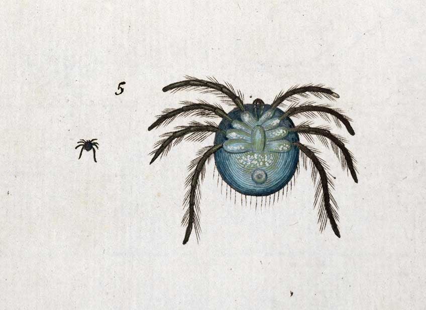 Water mite, natural size (in the original) and enlarged detail. Image source: Müller, Otto Frederik. Hydrachnae, qvas in aqvis Daniae palvstribvs detexit, descripsit, pingi et tabvlis XI aeneis incidi. Lipsiae: apvd Sigfried Lebrecht. Crusivm, 1781, pl. 1.
