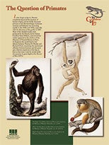 The Question of Primates