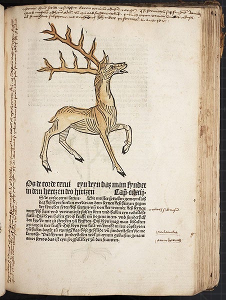 A stag, hand-colored woodcut, [Gart der Gesundheit], printed by Peter Schoeffer, Mainz, chap. 292, 1485 (Linda Hall Library)