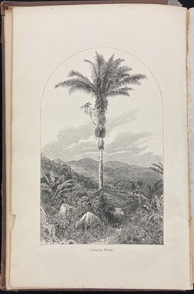 A palm in Brazil, frontispiece wood engraving after a drawing by Jacques Burkhardt, A Journey in Brazil, by Louis and Elizabeth Cabot Cary Agassiz, 1868 (Linda Hall Library)