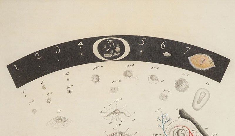 Detail of fourth image; the tiny white dot in the black band with the number “1” is a canine egg right out of the ovary at natural size; hand-colored engraving based on drawings by Karl von Baer, De ovi mammalium et hominis genesi epistolam, by Karl Ernst von Baer, 1827 (Linda Hall Library)