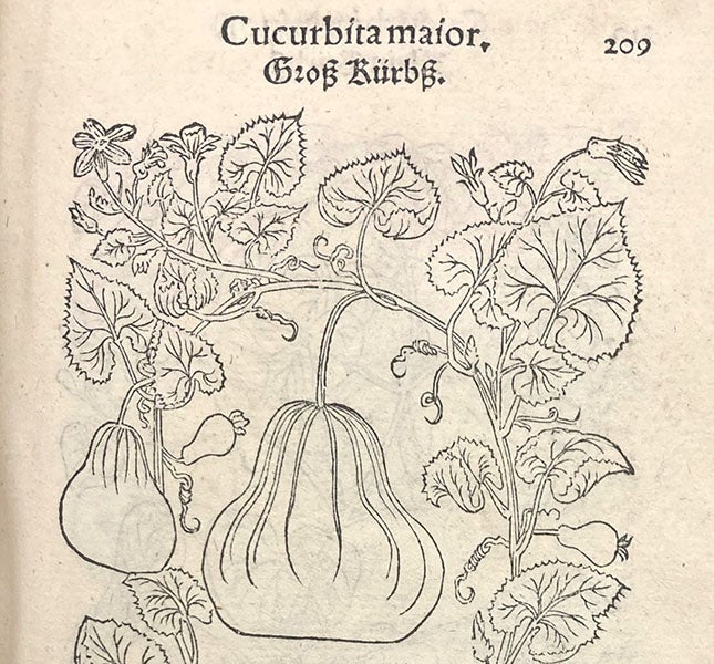 Detail of woodcut of squash plant (Cucurbita maior), showing different stages of flowering and fruiting, Primi de stirpium historia, by Leonhart Fuchs, p. 209, 1545 (Linda Hall Library)