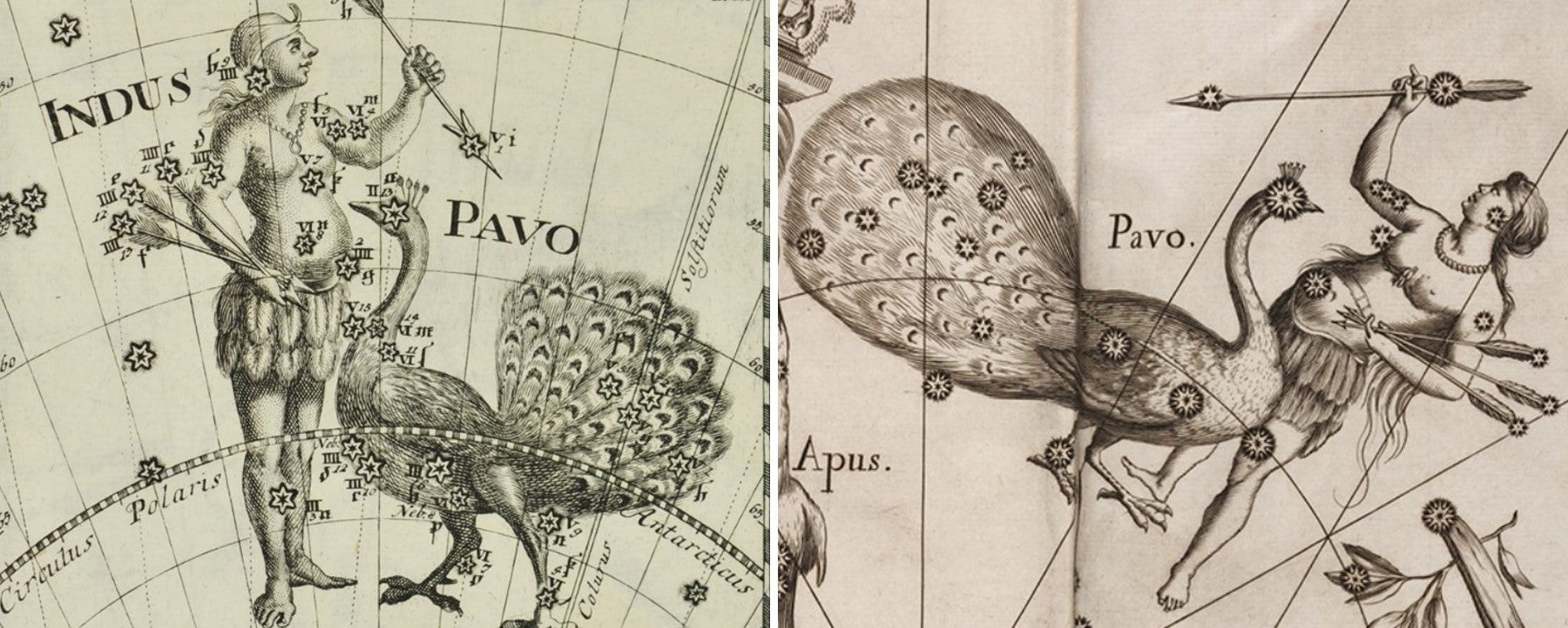 L: Indus and Pavo by Thomas. Image source: Thomas, Corbinianus. Mercurii philosophici firmamentum firmianum. Frankfurt; Leipzig: [s.n.], 1730.

R: Pavo and Indus by Johannes. Image source: Hevelius, Johannes. Firmamentum Sobiescianum sive Uranographia. Gdansk: typis J.-Z. Stollii, 1690.