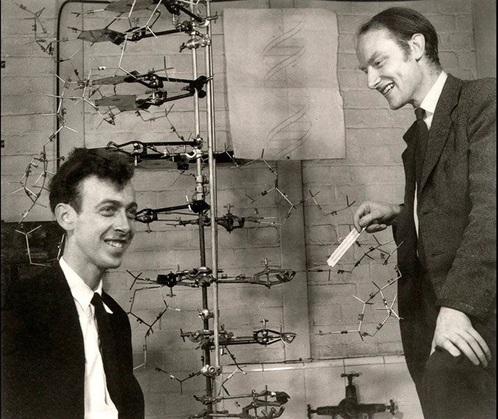James D. Watson (left) and Francis Crick, posing with their model of DNA structure, photograph by Antony B. Brown, May 21, 1953 (npg.org.uk)