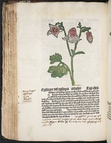 Columbine, hand-colored woodcut, [Gart der Gesundheit], printed by Peter Schoeffer, Mainz, chap. 162, 1485 (Linda Hall Library)