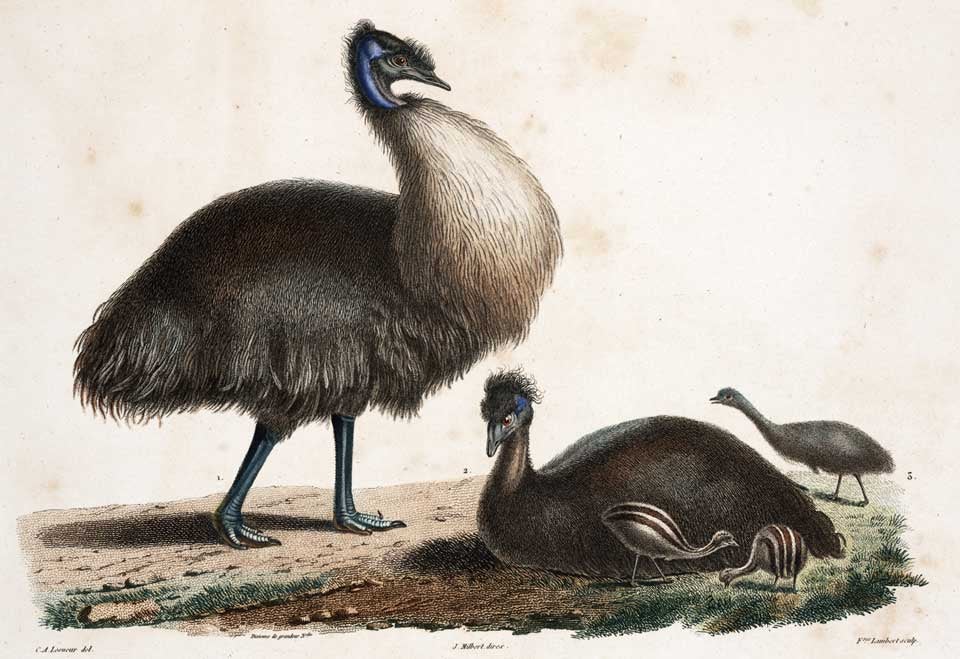 Black Emu family. Image source: Péron, François. Voyage de découvertes aux terres Australes, exécuté par ordre de Sa Majesté l’empereur et roi, sur les corvettes le Géographe, le Naturaliste, et la goëlette le Casuarina, pendent les anne ́es 1800, 1801, 1802, 1803 et 1804. Atlas, vol. 1, Paris: De l’Imprimerie impériale, 1807, pl. 36.