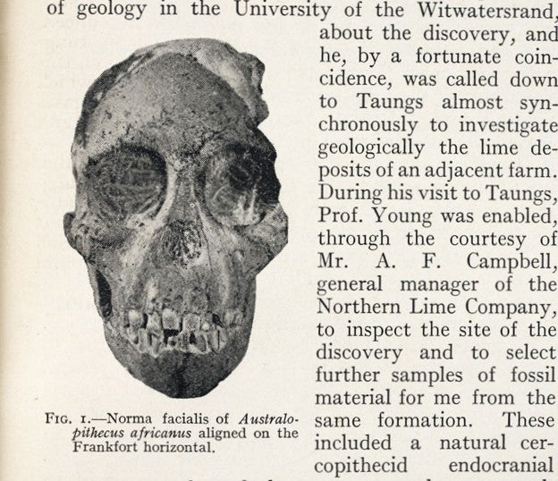 Skull of Australopithecus. Image source: Dart, Raymond. ”Australopithecus africanus: The Man-Ape of South Africa.” Nature, vol. 115, Feb. 7, 1925, p. 195.