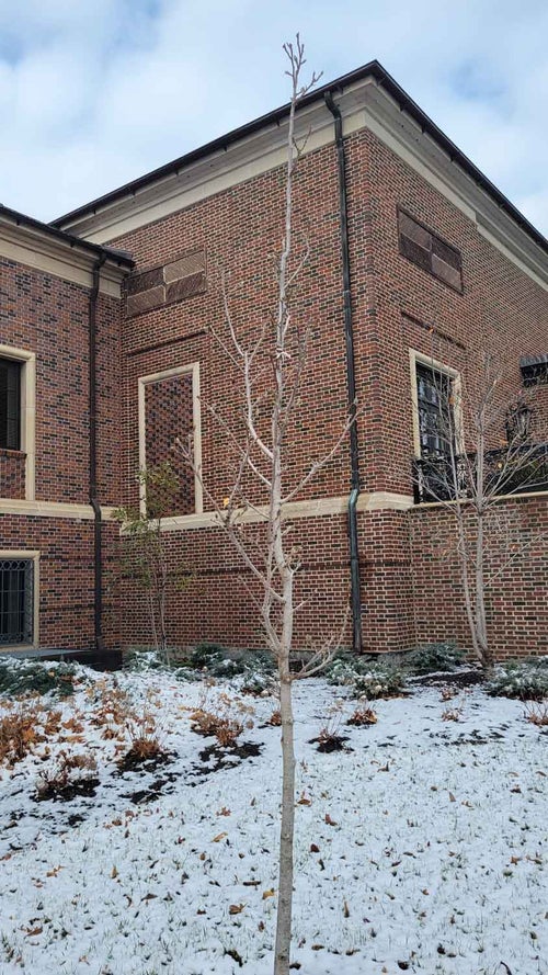 Cleopatra Magnolia winter