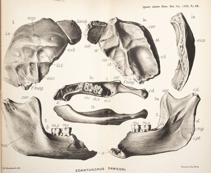 Skull and jaw fragments of Eoanthropus dawsonii. Image source: Dawson, Charles and Arthur Smith Woodward. “On the Discovery of a Palaeolithic Human Skull and Mandible … at Piltdown, Fletching (Sussex).” Quarterly Journal of the Geological Society of London, vol. 69, 1913, pl. 20.