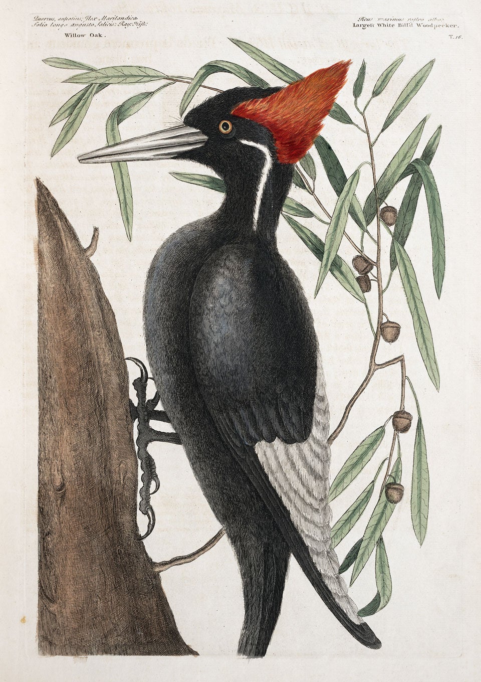 Ivory-billed Woodpecker. Image source: Catesby, Mark. The Natural History of Carolina, Florida, and the Bahama Islands. Vol. 1, London: Printed for Charles Marsh...Thomas Wilcox...Benjamin Stichall, 1754, pl. 16.