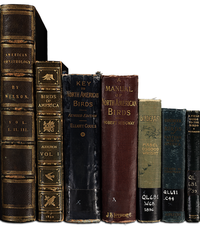 The first edition of A Field Guide to the Birds, far right, alongside famous bird books from, left to right, Alexander Wilson, John James Audubon, Elliott Coues, Robert Ridgway, Mabel Osgood Wright, and Frank Chapman. Peterson’s pocket-sized guide made it ideal for carrying in the field.

